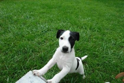 Jack-Russel/ Foxterrier Mischling