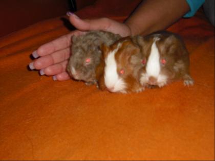 Kleine Meerschweine abzugeben