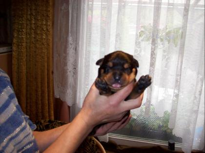 Hübsche Rottweilerwelpen mit ADRK-Pap.