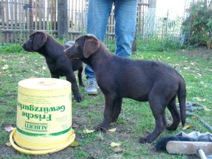 Wunderschöne Labradorhündinnen in liebevolle Hände abzugeben!