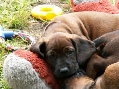 Bayerische Gebirgsschweißhund welpen