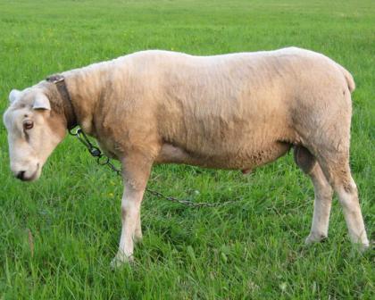 ICH VERKAUFE EINEN TEXEL SCHAFBOCK