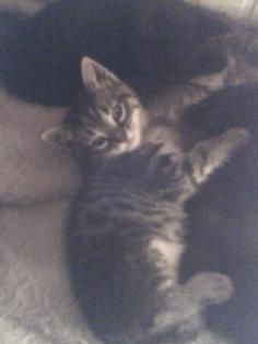 Bengal-EKH-Mix Katerbabys
