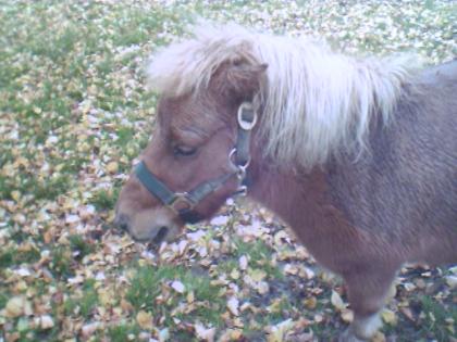 Tausche Kinderpony gegen ...??