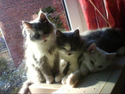 3 süße Perser-Angora Katzenbabys zu verkaufen !!!