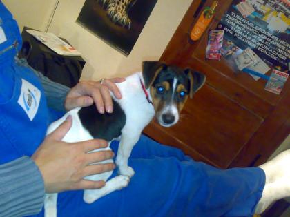 Jack Russel Welpen