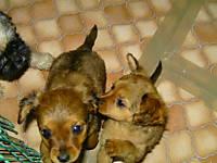 2 chihuahua mix welpen 12 wochen suchen schönes zuhause