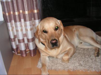  junger Labrador-Golden Retriever Mischling abzugeben