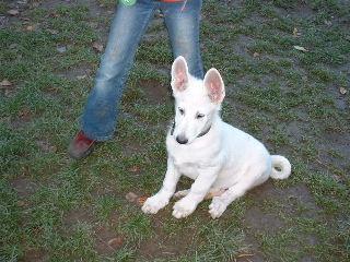5 Weisse Schäferhundwelpen  Rüden  m. P. suchen noch ein neues Zuhause