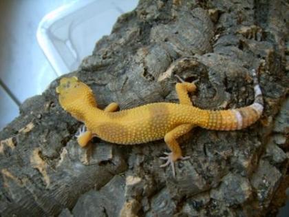 Leopardgecko DNZ2021 (APTOR, Sunglow, SHCT, Tremper, Las Vegas)