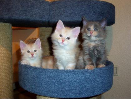 Drollige Maine Coon-Babies suchen bald Familienanschluss