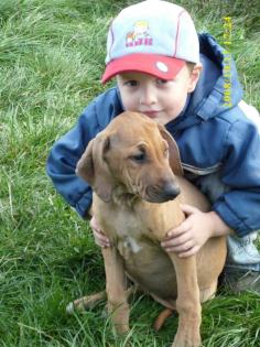 Rhodesian- Ridgeback Welpen