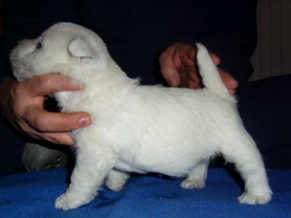 West Highland White Terrier Westie Welpen aus deutscher Zucht