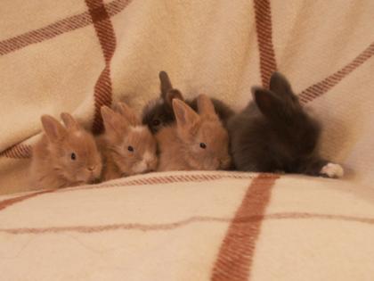 Löwenköpfchen-Teddyzwerg Kaninchenbabies m u w  abzugeben MIT BLAUEN AUGEN