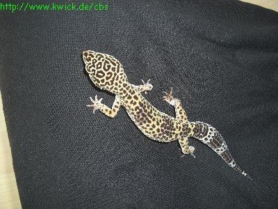 1.1 Leopardgecko Nominat