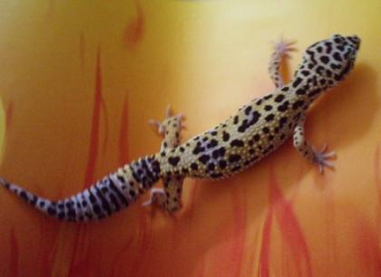 0.1 Leopardgecko Nominat High Yellow Aberrant