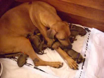 Rhodesian Ridgeback Welpen