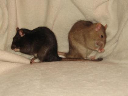 Ratten-Nothilfe Leipzig  und Umgebung