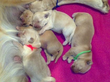 Super schöne Golden Retrieverwelpen