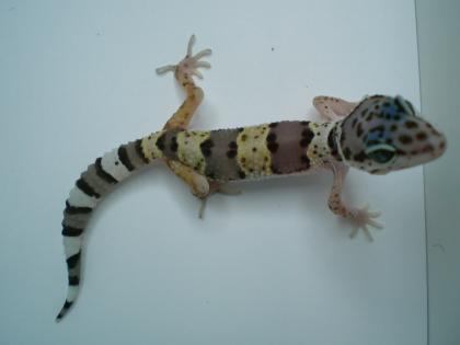 Leopardgecko