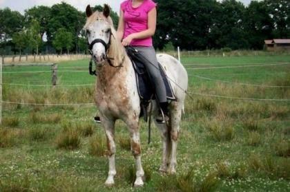 Netter Knabstrupperwallach sucht Reitbeteiligung