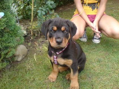 Liebes Rottweilermädchen,6 monate ,umstandshalber in gute Hände abzugeben