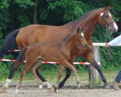 Hannoveraner Hengstfohlen Ebony von Earl