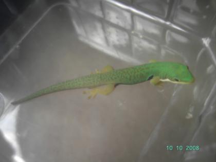 Phelsuma quadriocellata quadriocellata