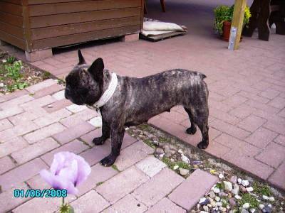 Französische Bulldoggen-Welpen  Tel.03845930965