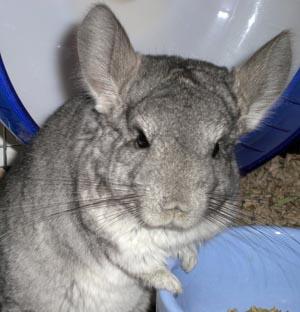 2 Jahre altes Chinchilla Weibchen abzugeben!