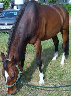 Biete RB an 15 Jährigem Oldenburger Wallach