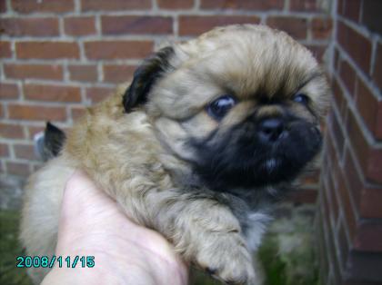 Pekinese Welpe 300€