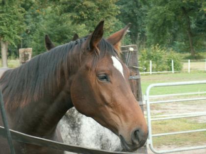 Gesunde und hübsche Pferde aus Robuster Haltung, Trakehner und Quarters