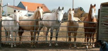 Sanfter, einfühlsamer Reitunterricht 