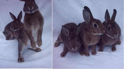 Zwergrexkaninchen in den Farben chinchilla, havanna und mix