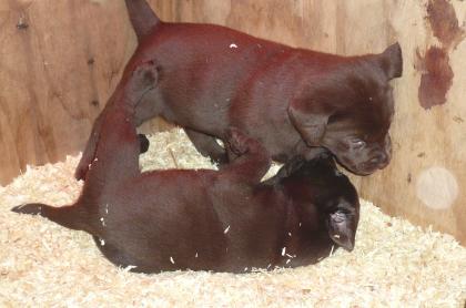 Labrador Welpen