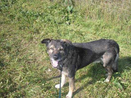 Pancho ein super netter senior sucht ein tolles zu Hause gerne mit Garten