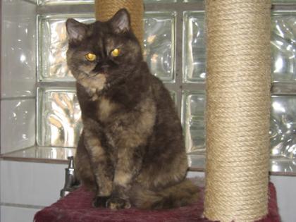 Chocolate-tortie Selkirk Rex