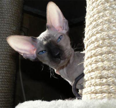 Bezaubernde SIA,OKH und Peterbald Babys