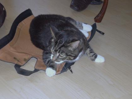 Schwarz/ grau getigerte Katze aus Kiel spurlos verschwunden
