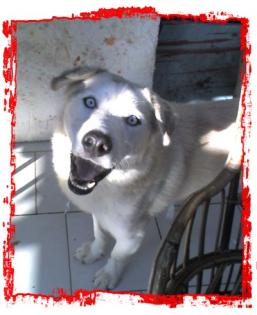 Husky-Hirtenhund Mix, Dringend ein neues zuhause!