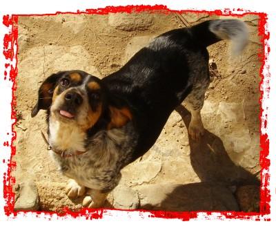 Lea: ca. 1 Jahr Beagle / Settermix 	