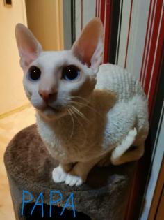 Wunderschönen Cornish Rex Lockenkatzen