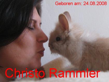 2 Löwenköpfchen/Teddyzwerg Rammler abzugeben