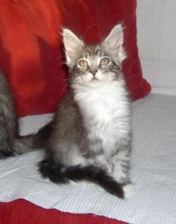 Niedliche Maine Coon Babys