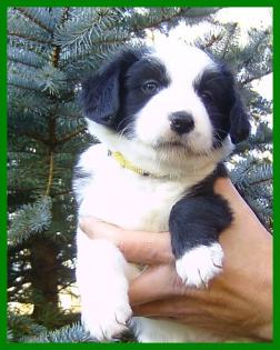 Border Collie Welpen  reinrassig 