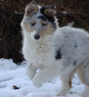 Colliewelpen-weiß-faktoriert mit Papieren  von der Still-Heide 