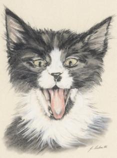 Geschenkgutscheine für Tierportraits