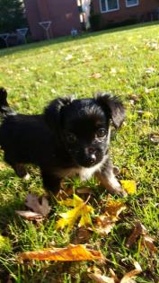 Teacup chihauhua yorki mix Langhaar zu verkaufen