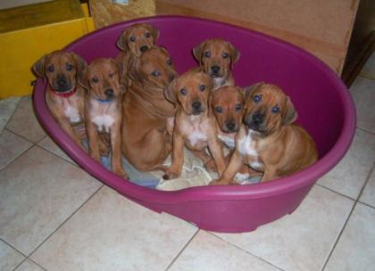 Süße Ridgeback Welpen